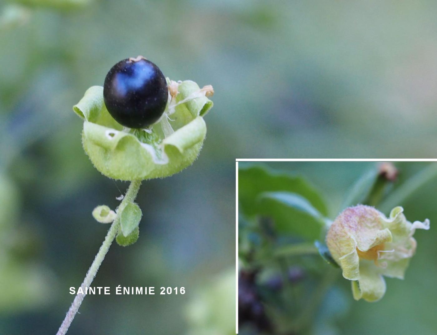 Catchfly, Berry fruit